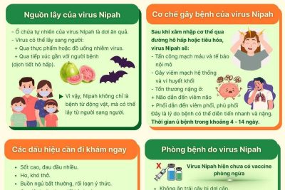 Virus Nipah – cơ chế gây bệnh và các biện pháp phòng ngừa